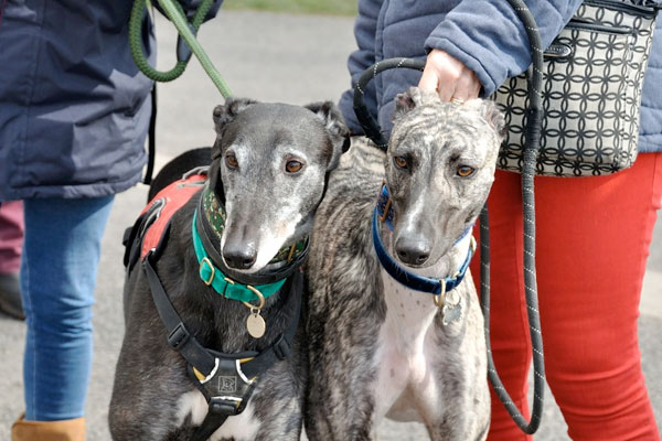 greyhound rescue yorkshire