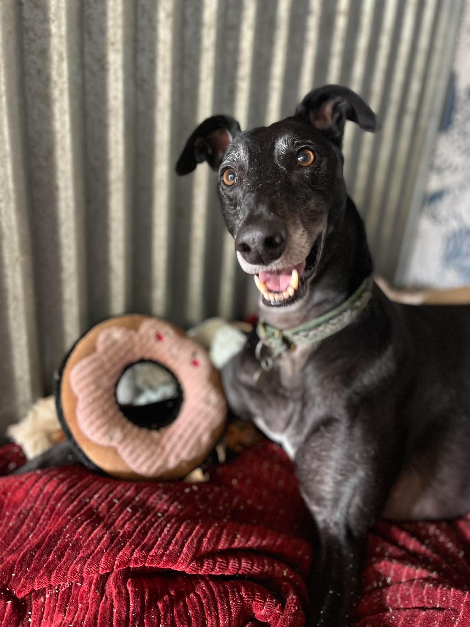 Reggie, a 6 years old male Greyhound available for adoption from Makants Greyhound Rescue in Greater Manchester