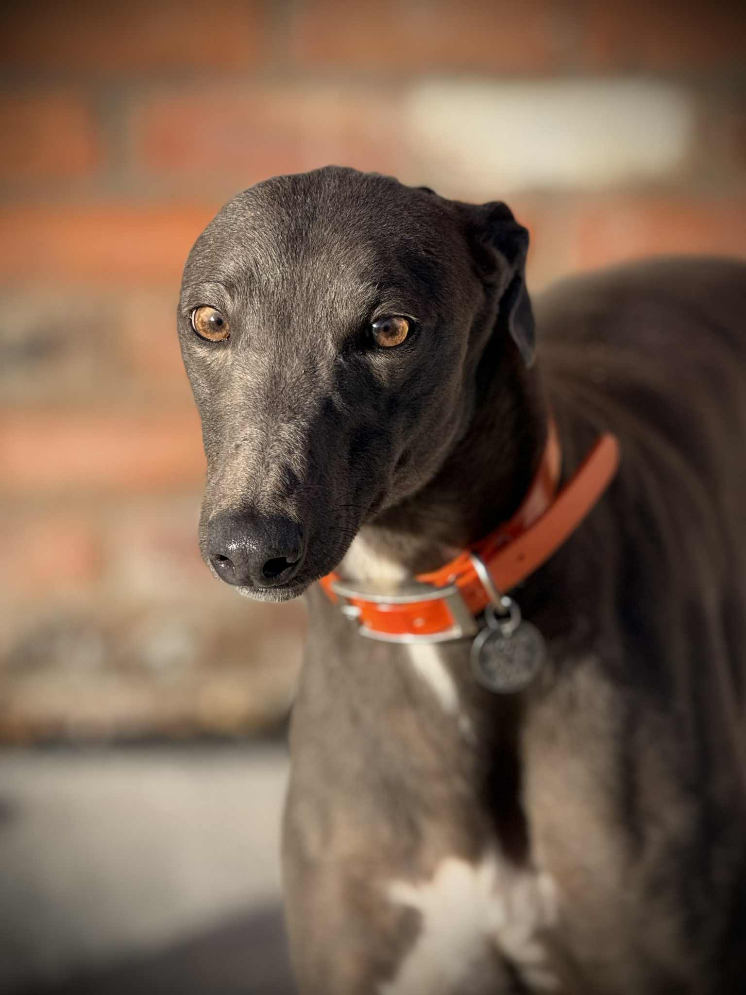 Arthur, a 3 years old male Greyhound available for adoption from Makants Greyhound Rescue in Tyldesley, Wigan