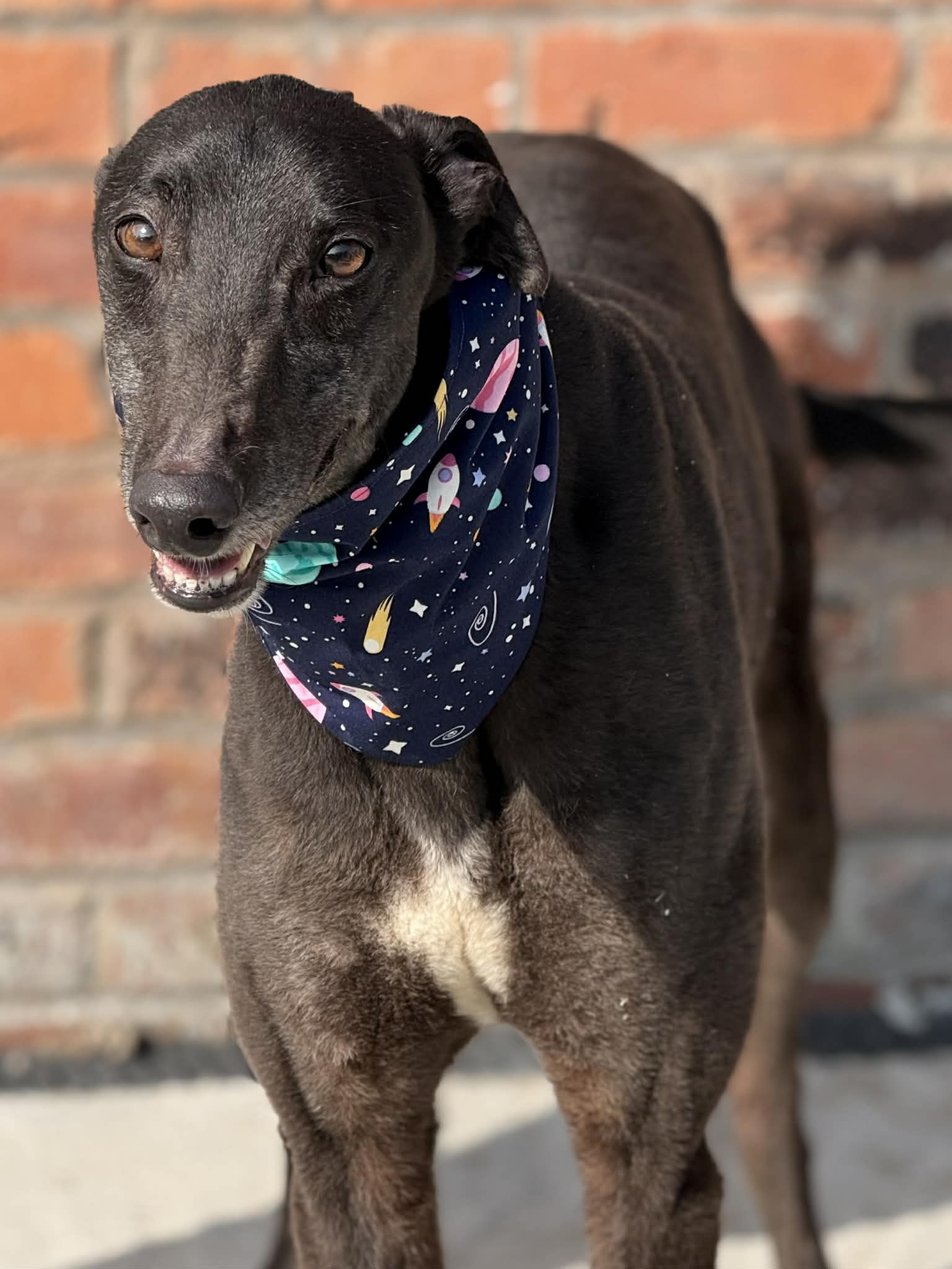 Boyo, a 5 years old male Greyhound available for adoption from Makants Greyhound Rescue in Greater Manchester
