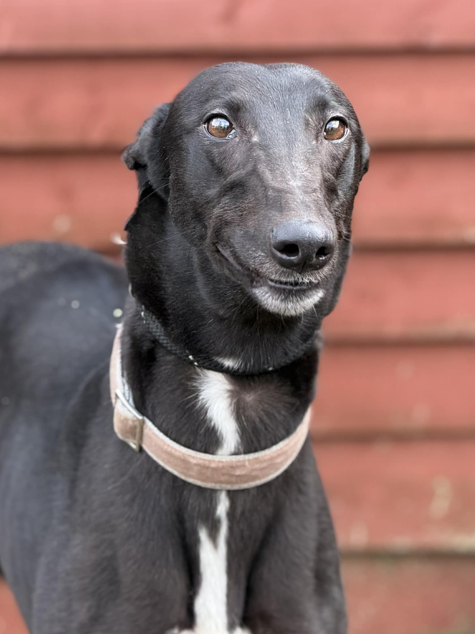 Havana, a 5 years old female Greyhound available for adoption from Makants Greyhound Rescue in Manchester, Greater Manchester