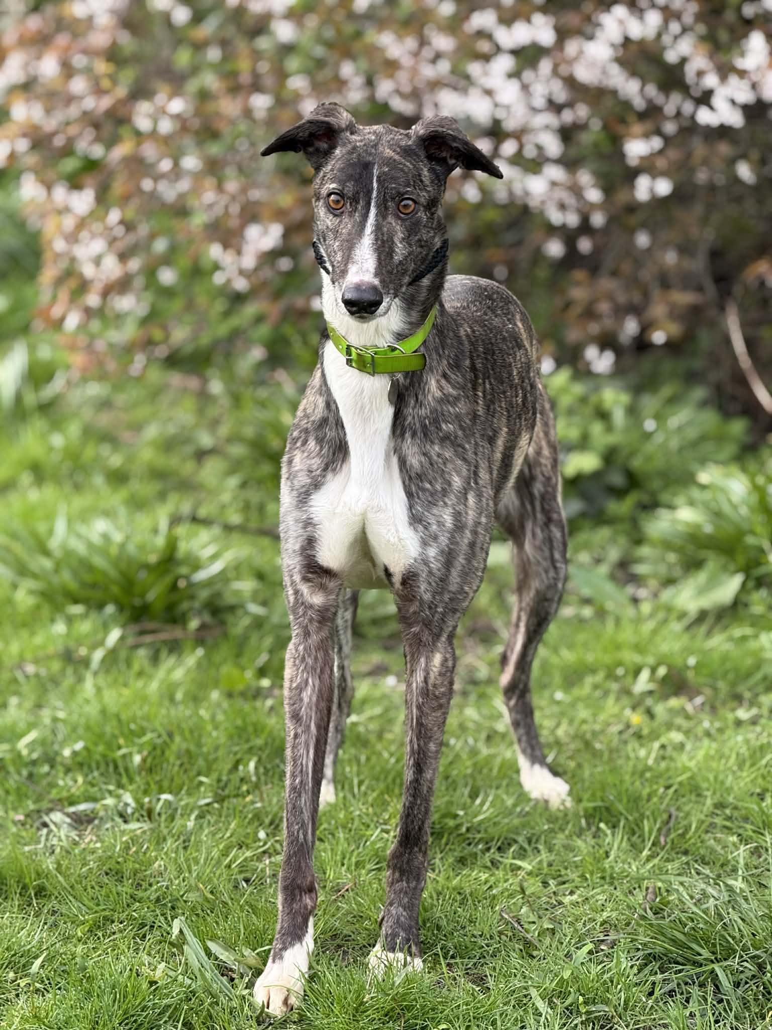Joel, a 5 years old male Greyhound available for adoption from Makants Greyhound Rescue in Greater Manchester