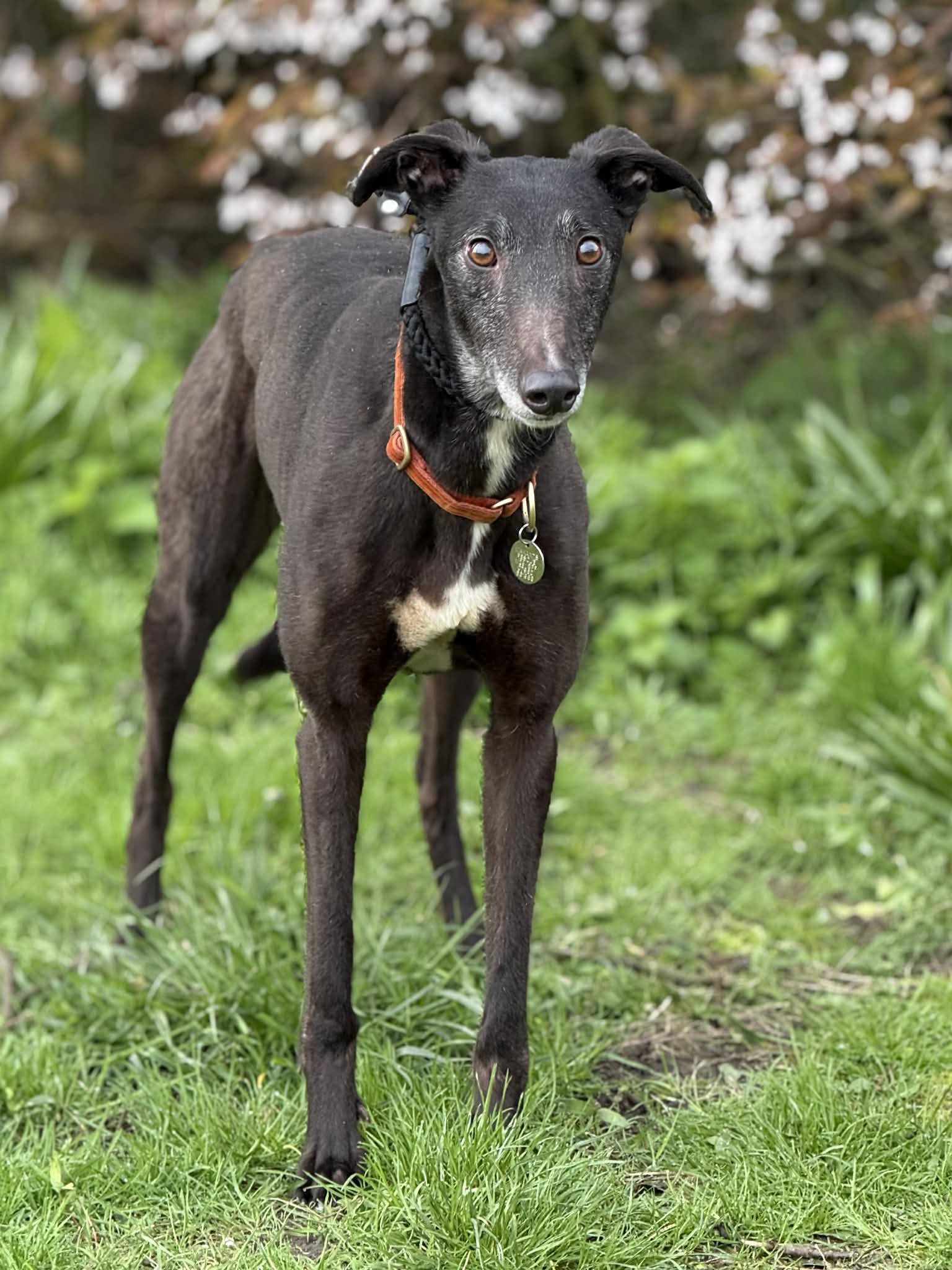 Lacy, a 5 years old female Greyhound available for adoption from Makants Greyhound Rescue in Manchester, Greater Manchester