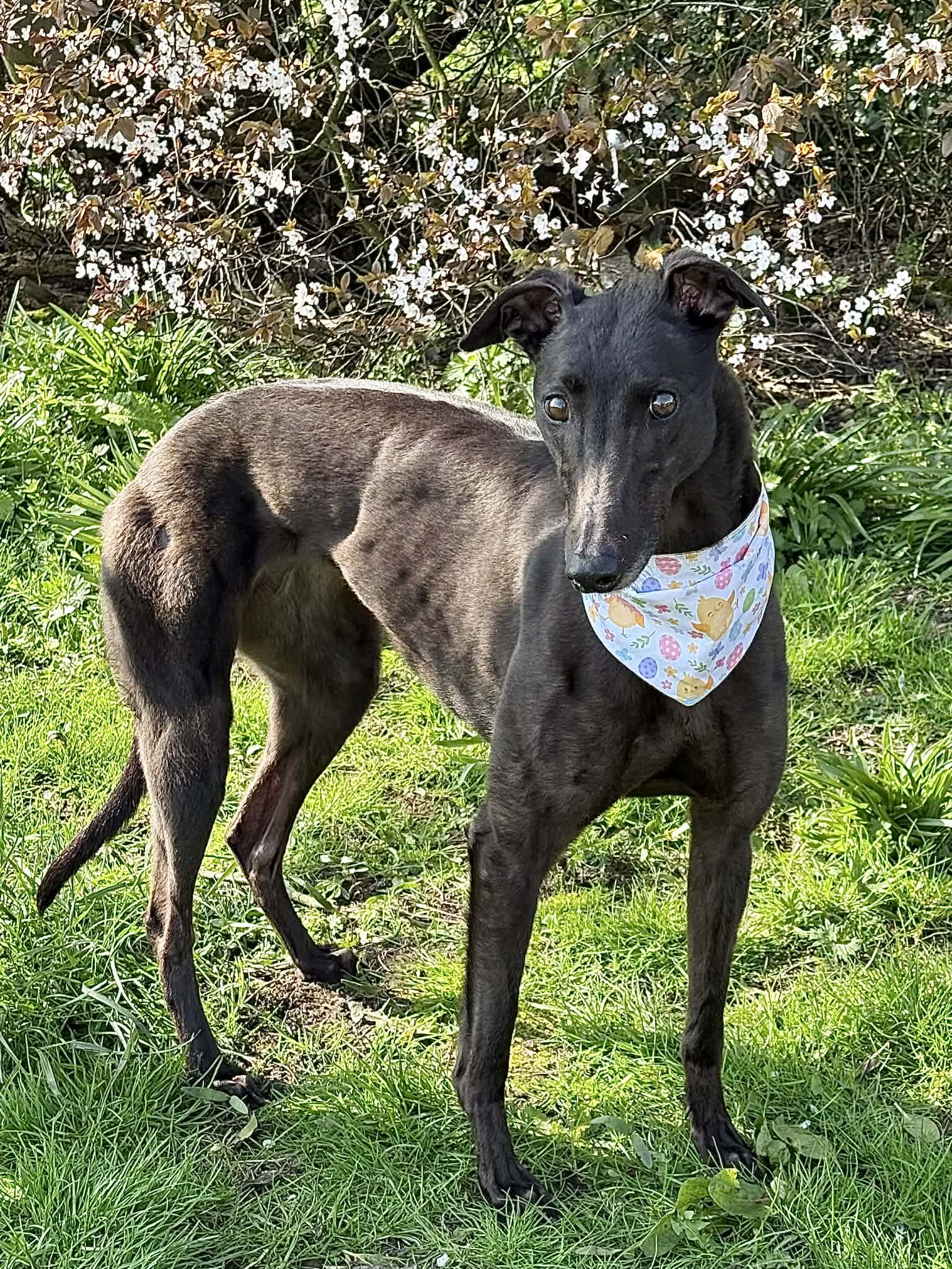 Swallow Female, a 5 years old female Greyhound available for adoption from Makants Greyhound Rescue in Manchester, Greater Manchester