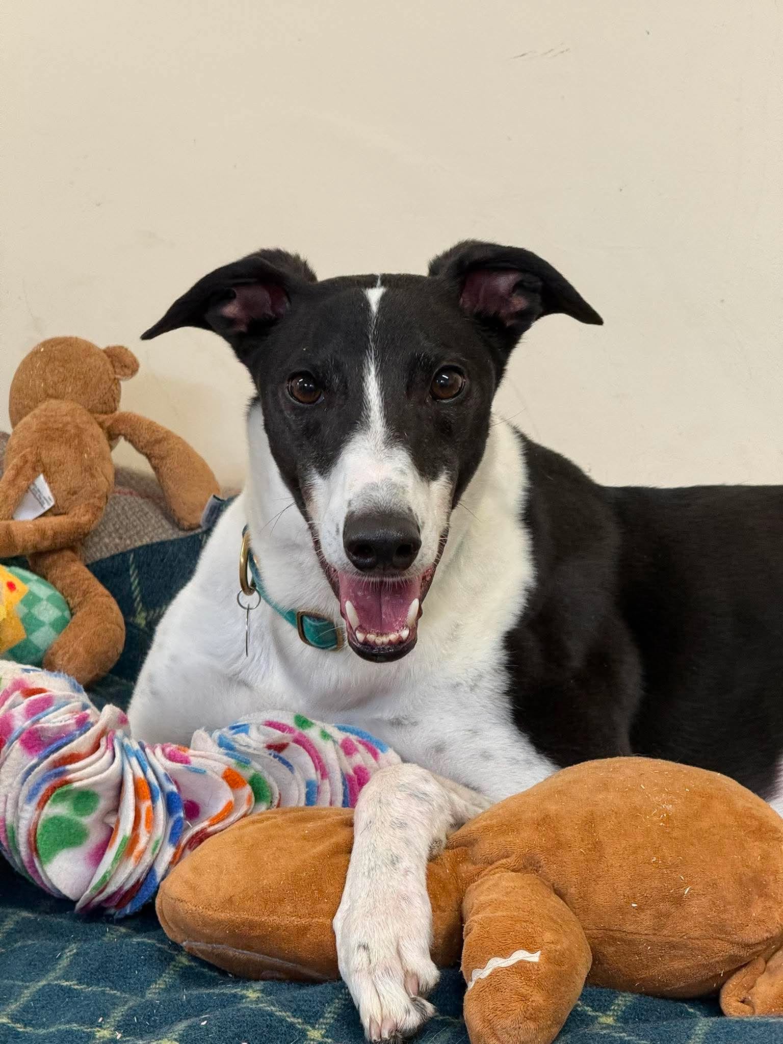Mo, a 4 years old male Greyhound available for adoption from Makants Greyhound Rescue in Greater Manchester
