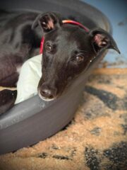 Dancer, a 3 years old male Greyhound available for adoption from Makants Greyhound Rescue in Greater Manchester