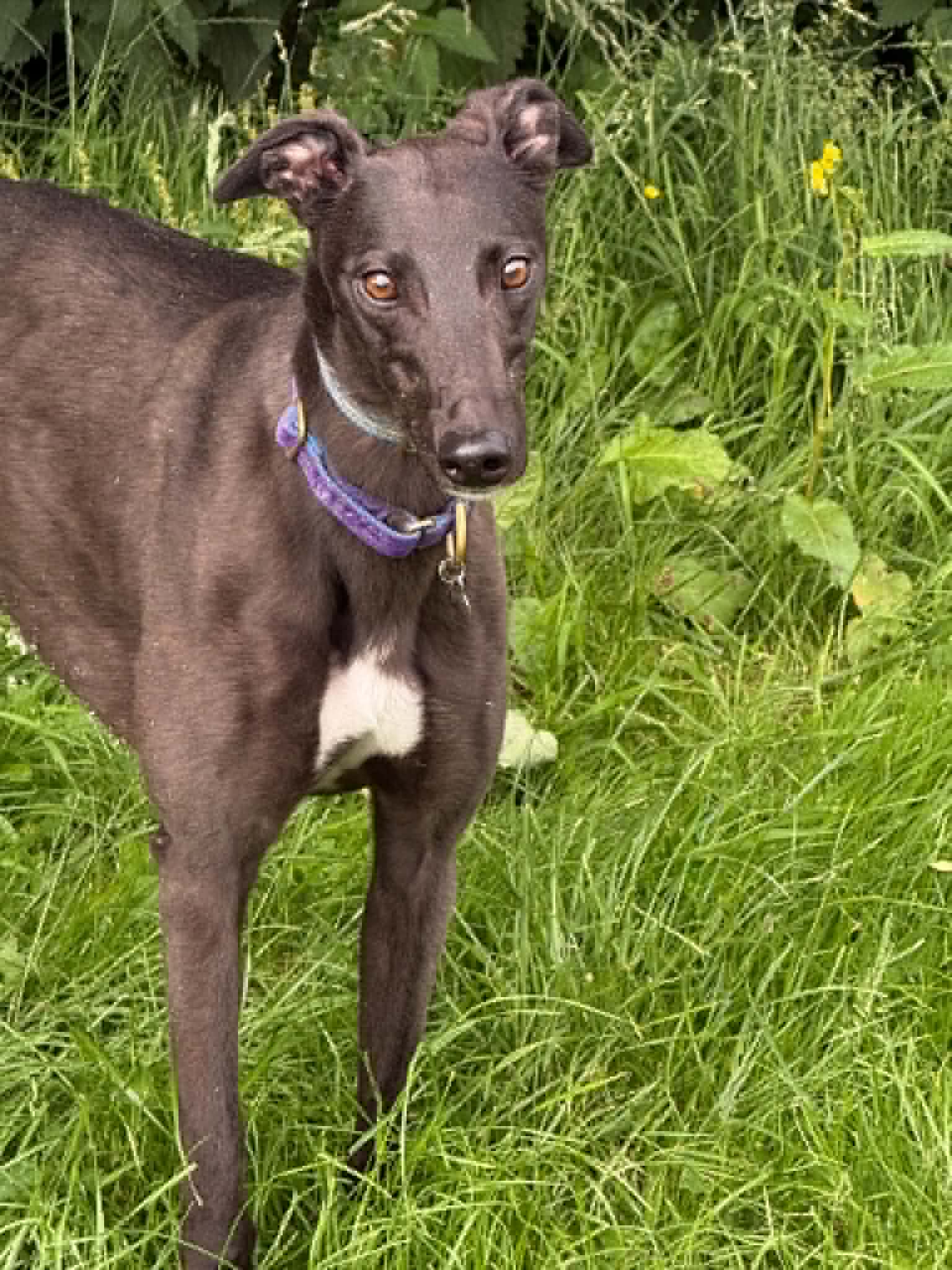 Babs, a 3 years old female Greyhound available for adoption from Makants Greyhound Rescue in Greater Manchester