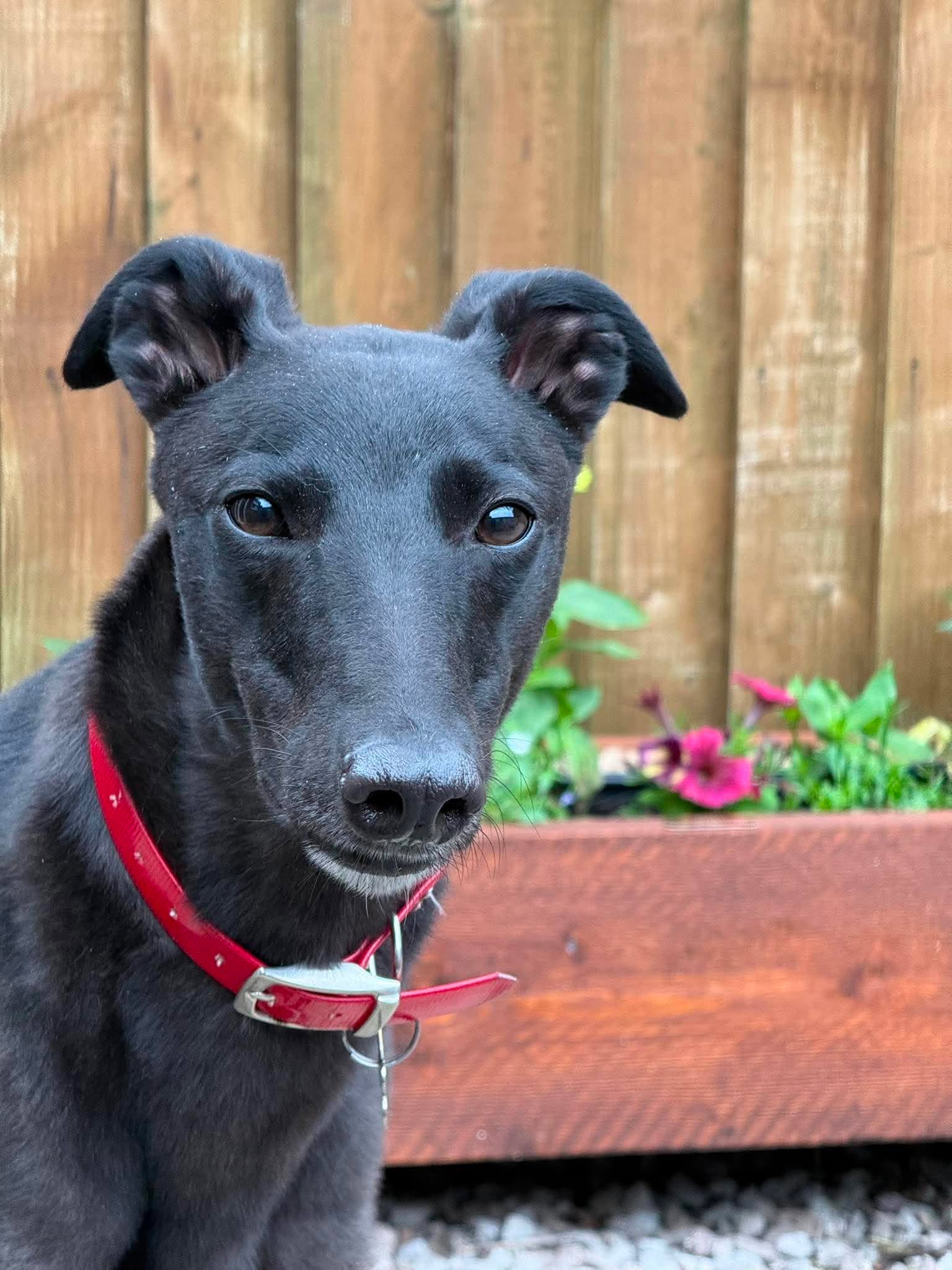 Dancer, a 4 years old male Greyhound available for adoption from Makants Greyhound Rescue in Greater Manchester