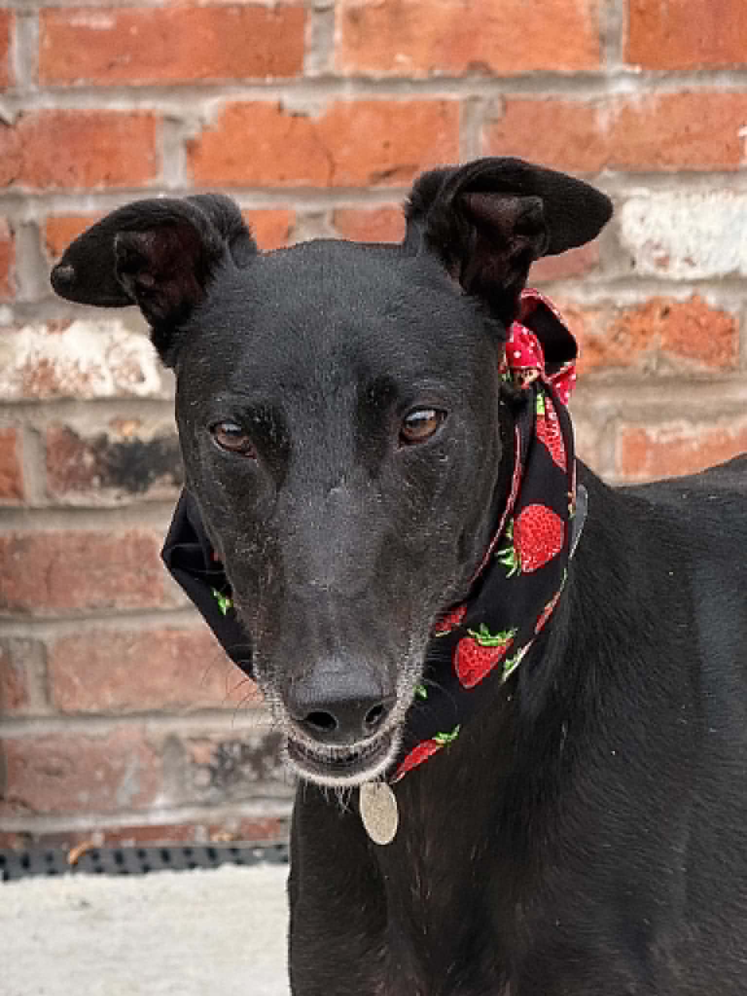 James, a 5 years old male Greyhound available for adoption from Makants Greyhound Rescue in Greater Manchester