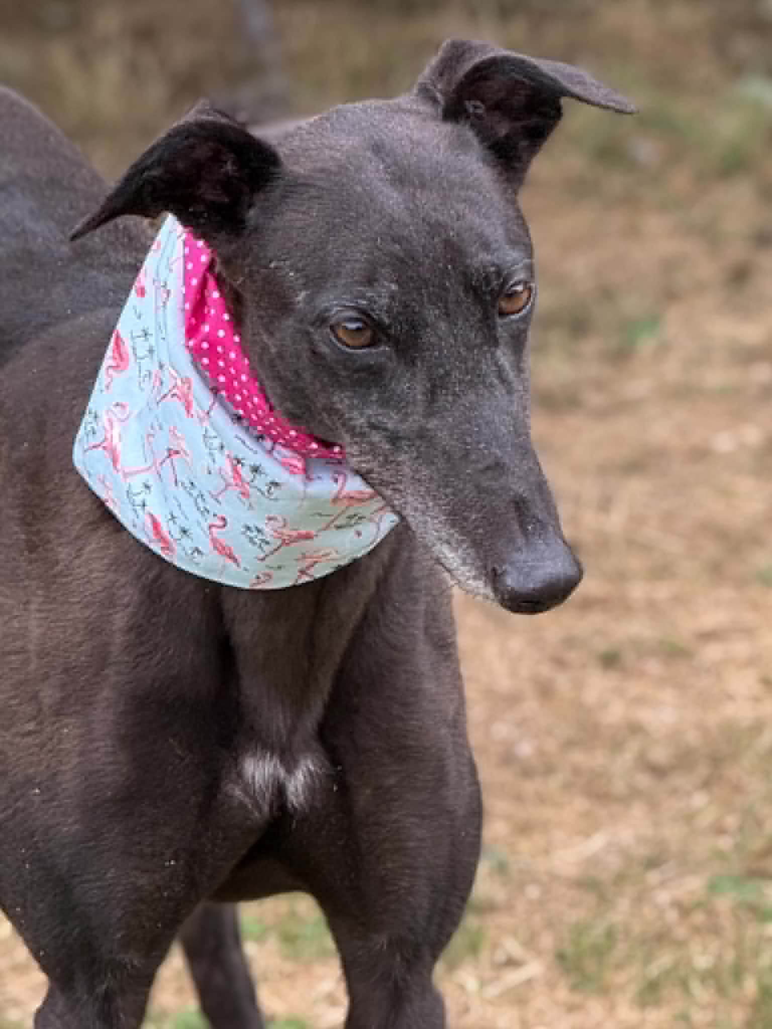 Lexi, a 4 years old female Greyhound available for adoption from Makants Greyhound Rescue in Greater Manchester