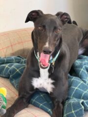 Branston, a 4 years old male Greyhound available for adoption from Makants Greyhound Rescue in Greater Manchester