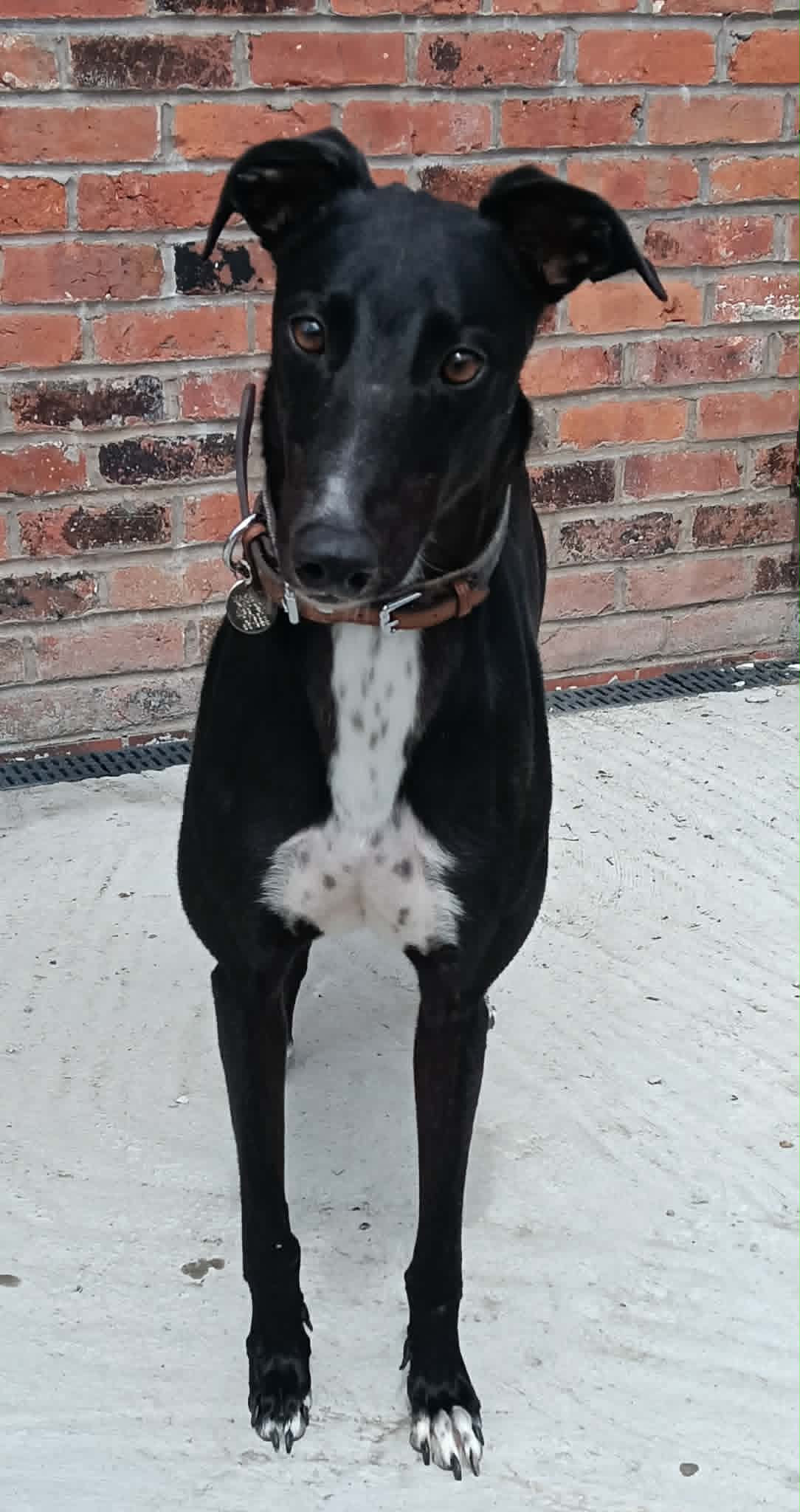 Branston, a 4 years old unknown Greyhound available for adoption from Makants Greyhound Rescue in Greater Manchester