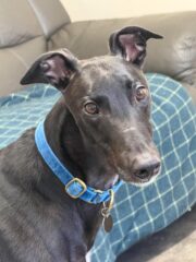 Ty, a 3 years old male Greyhound available for adoption from Makants Greyhound Rescue in Greater Manchester