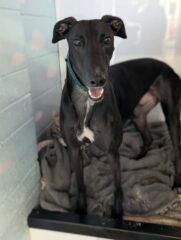 Rebel, a 4 years old male Greyhound available for adoption from Makants Greyhound Rescue in Greater Manchester